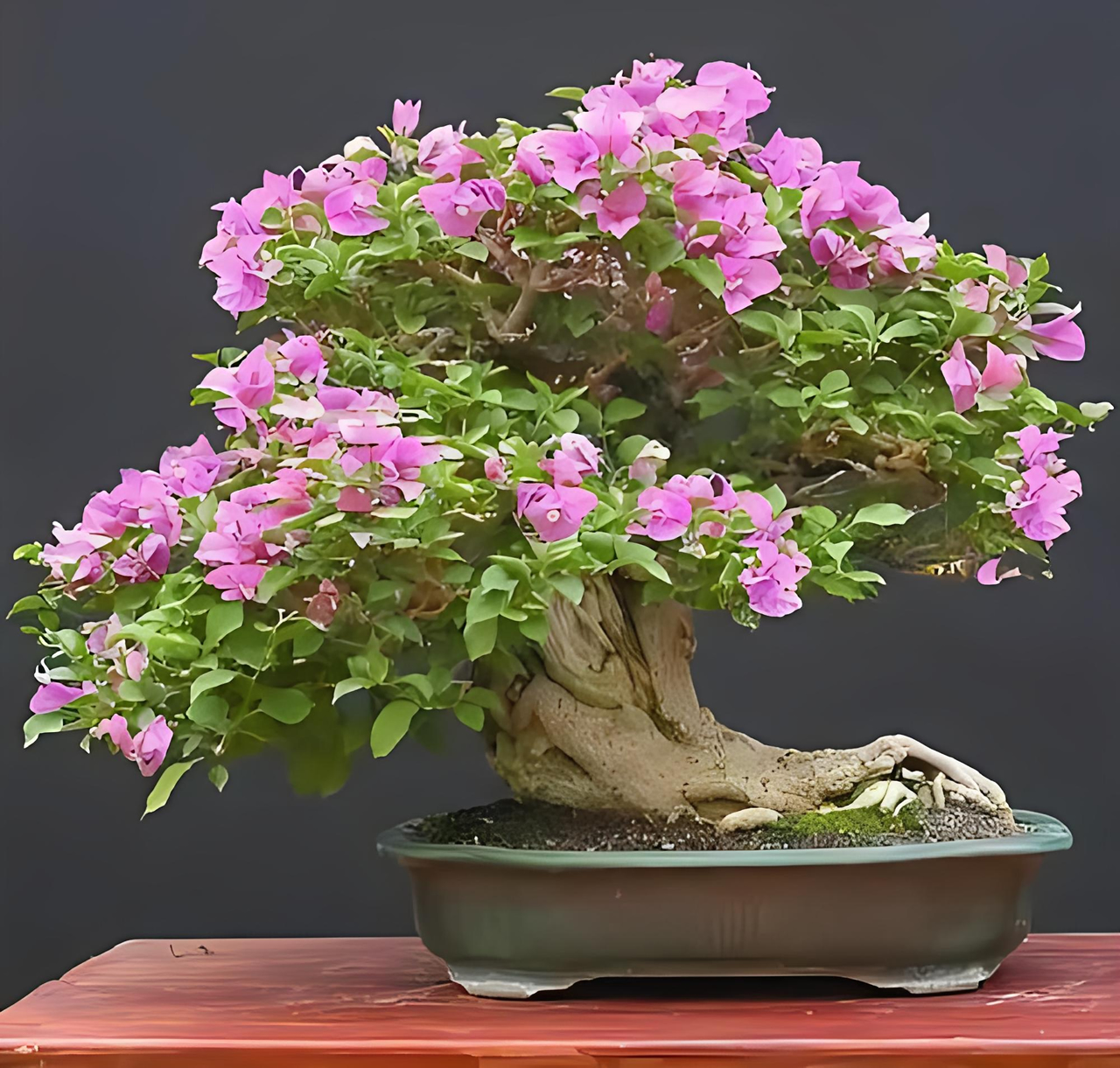 我和妈妈乱伦文学 黑皮猪番外